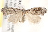  ( - BIOUG19952-B09)  @13 [ ] CreativeCommons - Attribution (2015) CBG Photography Group Centre for Biodiversity Genomics