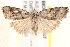  ( - BIOUG19952-D07)  @13 [ ] CreativeCommons - Attribution (2015) CBG Photography Group Centre for Biodiversity Genomics