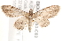 ( - BIOUG19953-C03)  @14 [ ] CreativeCommons - Attribution (2015) CBG Photography Group Centre for Biodiversity Genomics