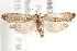  ( - BIOUG19953-C08)  @14 [ ] CreativeCommons - Attribution (2015) CBG Photography Group Centre for Biodiversity Genomics