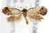  ( - BIOUG19953-D07)  @14 [ ] CreativeCommons - Attribution (2015) CBG Photography Group Centre for Biodiversity Genomics