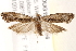  ( - BIOUG19953-F06)  @14 [ ] CreativeCommons - Attribution (2015) CBG Photography Group Centre for Biodiversity Genomics