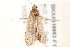  ( - BIOUG19953-F12)  @13 [ ] CreativeCommons - Attribution (2015) CBG Photography Group Centre for Biodiversity Genomics