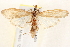  ( - BIOUG19953-H03)  @13 [ ] CreativeCommons - Attribution (2015) CBG Photography Group Centre for Biodiversity Genomics