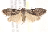  ( - BIOUG19954-C09)  @14 [ ] CreativeCommons - Attribution (2015) CBG Photography Group Centre for Biodiversity Genomics