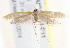 ( - BIOUG19954-F11)  @12 [ ] CreativeCommons - Attribution (2015) CBG Photography Group Centre for Biodiversity Genomics
