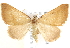  ( - BIOUG19954-H03)  @11 [ ] CreativeCommons - Attribution (2015) CBG Photography Group Centre for Biodiversity Genomics