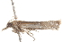  ( - BIOUG19955-H09)  @12 [ ] CreativeCommons - Attribution (2015) CBG Photography Group Centre for Biodiversity Genomics