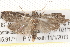  ( - BIOUG20259-E01)  @13 [ ] CreativeCommons - Attribution (2015) CBG Photography Group Centre for Biodiversity Genomics