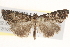  (Arrade destituta - BIOUG20259-F12)  @15 [ ] CreativeCommons - Attribution (2015) CBG Photography Group Centre for Biodiversity Genomics