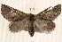  ( - BIOUG20289-C03)  @13 [ ] CreativeCommons - Attribution (2015) CBG Photography Group Centre for Biodiversity Genomics