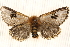  (Epicoma melanosticta - BIOUG20289-D11)  @14 [ ] CreativeCommons - Attribution (2015) CBG Photography Group Centre for Biodiversity Genomics