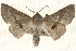  ( - BIOUG20289-F01)  @13 [ ] CreativeCommons - Attribution (2015) CBG Photography Group Centre for Biodiversity Genomics