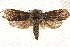  ( - BIOUG20289-G05)  @14 [ ] CreativeCommons - Attribution (2015) CBG Photography Group Centre for Biodiversity Genomics