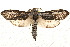  ( - BIOUG20289-G07)  @15 [ ] CreativeCommons - Attribution (2015) CBG Photography Group Centre for Biodiversity Genomics