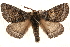  ( - BIOUG20289-G10)  @15 [ ] CreativeCommons - Attribution (2015) CBG Photography Group Centre for Biodiversity Genomics