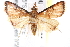  (Trigonoorda sp. ACX7043 - BIOUG21481-F01)  @14 [ ] CreativeCommons - Attribution (2015) CBG Photography Group Centre for Biodiversity Genomics