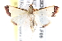  (Autocharis - BIOUG21481-F09)  @15 [ ] CreativeCommons - Attribution (2015) CBG Photography Group Centre for Biodiversity Genomics