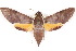  ( - BIOUG21703-B08)  @14 [ ] CreativeCommons - Attribution (2015) CBG Photography Group Centre for Biodiversity Genomics