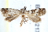  ( - BIOUG21701-C11)  @12 [ ] CreativeCommons - Attribution (2015) CBG Photography Group Centre for Biodiversity Genomics