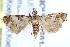  (Eurhythma cataxia - BIOUG21701-F02)  @13 [ ] CreativeCommons - Attribution (2015) CBG Photography Group Centre for Biodiversity Genomics