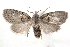  (Nola poliophasma - BIOUG21701-G09)  @14 [ ] CreativeCommons - Attribution (2015) CBG Photography Group Centre for Biodiversity Genomics