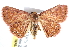  ( - BIOUG21701-H09)  @11 [ ] CreativeCommons - Attribution (2015) CBG Photography Group Centre for Biodiversity Genomics