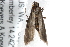  ( - BIOUG21702-C12)  @13 [ ] CreativeCommons - Attribution (2015) CBG Photography Group Centre for Biodiversity Genomics