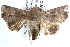  ( - BIOUG21702-F05)  @14 [ ] CreativeCommons - Attribution (2015) CBG Photography Group Centre for Biodiversity Genomics