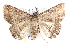  ( - BIOUG21702-G07)  @13 [ ] CreativeCommons - Attribution (2015) CBG Photography Group Centre for Biodiversity Genomics