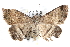  ( - BIOUG21702-H01)  @13 [ ] CreativeCommons - Attribution (2015) CBG Photography Group Centre for Biodiversity Genomics