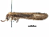  (Stenobiella - BIOUG20359-H01)  @14 [ ] CreativeCommons - Attribution (2016) CBG Photography Group Centre for Biodiversity Genomics