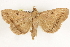  ( - BIOUG37863-A06)  @14 [ ] CreativeCommons - Attribution (2018) CBG Photography Group Centre for Biodiversity Genomics