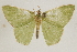  ( - BIOUG37863-B01)  @11 [ ] CreativeCommons - Attribution (2018) CBG Photography Group Centre for Biodiversity Genomics