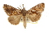  ( - BIOUG37863-F10)  @14 [ ] CreativeCommons - Attribution (2018) CBG Photography Group Centre for Biodiversity Genomics