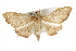  ( - BIOUG37863-G02)  @14 [ ] CreativeCommons - Attribution (2018) CBG Photography Group Centre for Biodiversity Genomics
