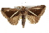  ( - BIOUG37863-G04)  @14 [ ] CreativeCommons - Attribution (2018) CBG Photography Group Centre for Biodiversity Genomics