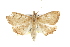  ( - BIOUG37863-G11)  @13 [ ] CreativeCommons - Attribution (2018) CBG Photography Group Centre for Biodiversity Genomics