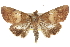  ( - BIOUG37863-H03)  @14 [ ] CreativeCommons - Attribution (2018) CBG Photography Group Centre for Biodiversity Genomics