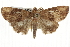  ( - BIOUG37863-H11)  @13 [ ] CreativeCommons - Attribution (2018) CBG Photography Group Centre for Biodiversity Genomics