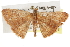  ( - BIOUG37861-A03)  @11 [ ] CreativeCommons - Attribution (2018) CBG Photography Group Centre for Biodiversity Genomics