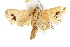  ( - BIOUG37861-A04)  @13 [ ] CreativeCommons - Attribution (2018) CBG Photography Group Centre for Biodiversity Genomics
