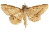  ( - BIOUG37861-B08)  @11 [ ] CreativeCommons - Attribution (2018) CBG Photography Group Centre for Biodiversity Genomics