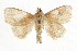 ( - BIOUG37861-D08)  @13 [ ] CreativeCommons - Attribution (2018) CBG Photography Group Centre for Biodiversity Genomics