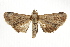  ( - BIOUG37861-D11)  @11 [ ] CreativeCommons - Attribution (2018) CBG Photography Group Centre for Biodiversity Genomics