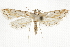  ( - BIOUG37861-F03)  @11 [ ] CreativeCommons - Attribution (2018) CBG Photography Group Centre for Biodiversity Genomics