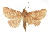  ( - BIOUG37861-F09)  @11 [ ] CreativeCommons - Attribution (2018) CBG Photography Group Centre for Biodiversity Genomics