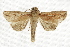  ( - BIOUG37862-B01)  @14 [ ] CreativeCommons - Attribution (2018) CBG Photography Group Centre for Biodiversity Genomics