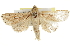  ( - BIOUG37862-C06)  @14 [ ] CreativeCommons - Attribution (2018) CBG Photography Group Centre for Biodiversity Genomics