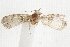  ( - BIOUG37862-E10)  @12 [ ] CreativeCommons - Attribution (2018) CBG Photography Group Centre for Biodiversity Genomics